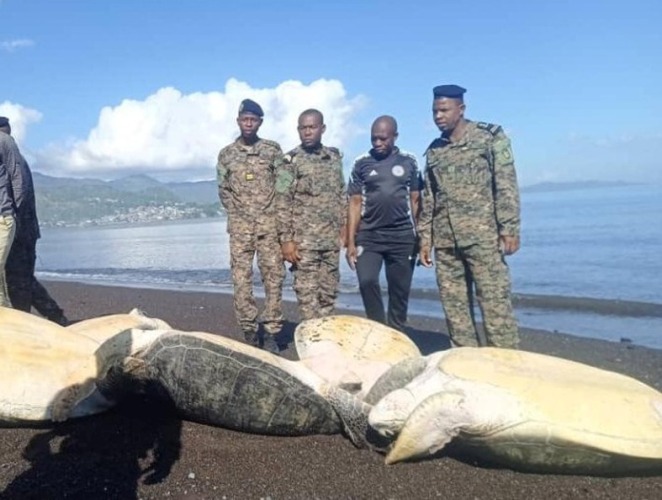Braconnage : une vedette arraisonnée à Shisiwani avec cinq tortues marines