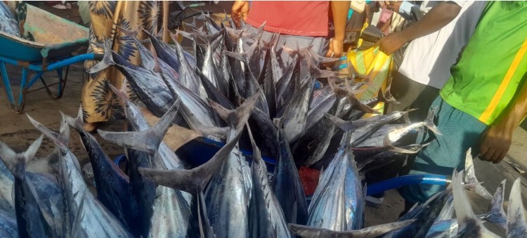 Marchés aux poissons I Une abondance de bonites à Moroni