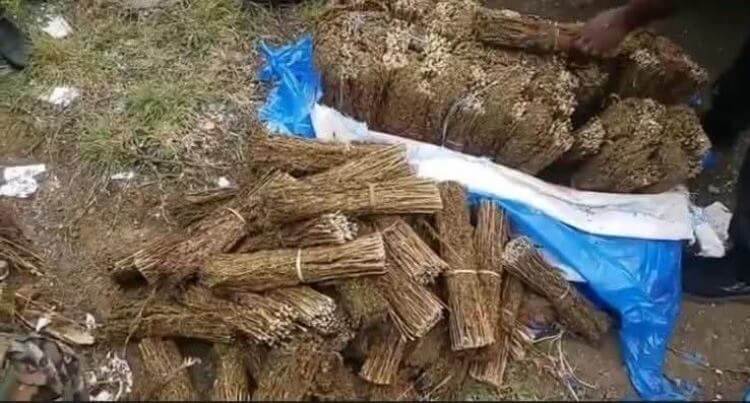 في إطار مكافحة الاتجار بالمخدرات: السلطات تحجز 149 كيلوغرامًا من القنب الهندي وتُتلفها علنًا في موتسامودو